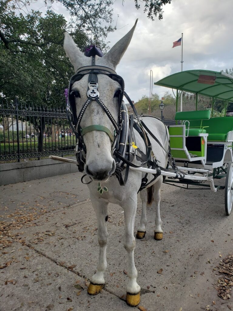 Chica, Mid-City Carriage Rides photo credit: Charlotte Jones